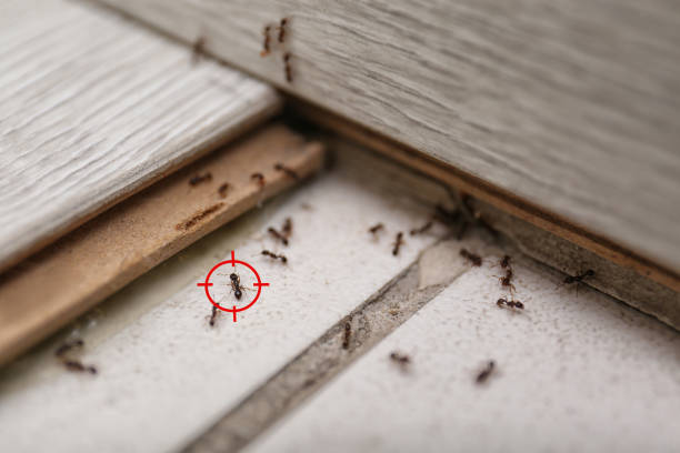 Best Residential Pest Control  in Jenison, MI