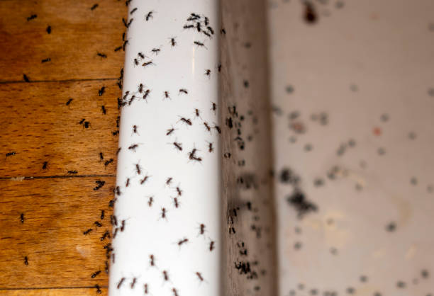 Best Emergency Pest Control  in Jenison, MI