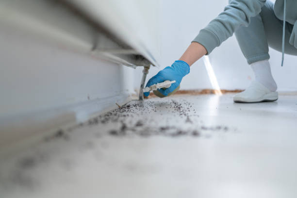 Wasp Removal Services in Jenison, MI